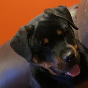 Meet your Posher, Natalie